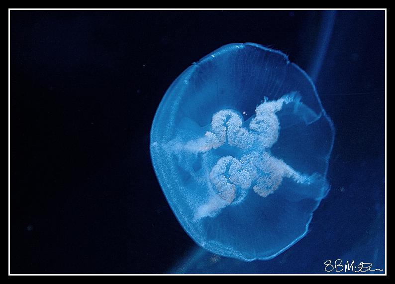 Jelly Fish: Photograph by Steve Milner Jelly Fish: Photograph by Steve Milner